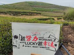-龙坞茶村