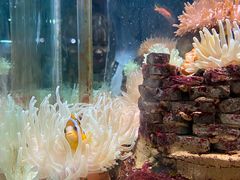 -太平洋海底世界