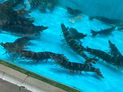 -湛江海滨宾馆-醉海楼
