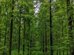 -黄海国家森林公园