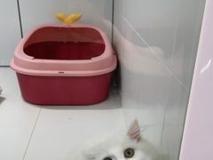 -1013 PET SHOP精品宠物商店(丁香店)