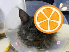 -宠爱国际动物医院·消化内科·心肾内科·ISFM猫友好(望京店)