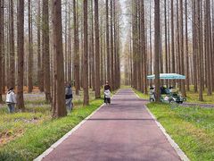 -黄海国家森林公园