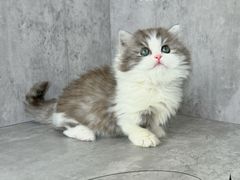 -小猫来了·猫舍(红山六九七九店)