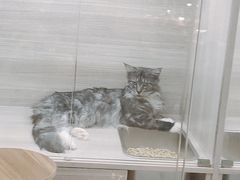-飞行喵MR PILOT|猫舍·猫咖(静安大融城店)