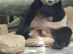-灵玲国际马戏城