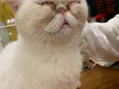 -猫小院猫主题餐厅(南锣旗舰店)