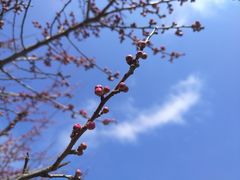 -香雪海