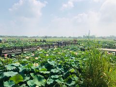 -焦岗湖旅游度假区