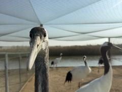 -盐城丹顶鹤湿地生态旅游区