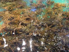 -驻海渔市(置信店)