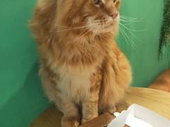 -藏猫猫咖啡主题馆(中央大道店)