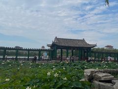 -莲花池公园