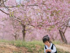 -天适樱花悠乐园