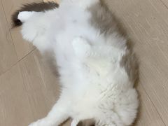 -萌兽医馆·宠物医院·猫骨科(创景店)