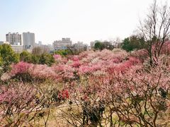 -南京古林公园