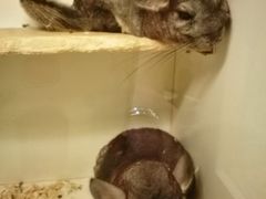 -龙猫仔乐园(惠福东路店)