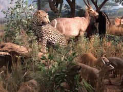 -陕西自然博物馆