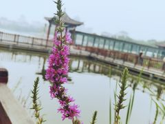 -莲花池公园
