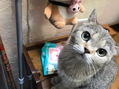 -猫色咖啡·猫咖