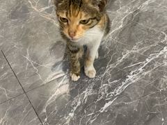 -艾吉宠物医院·疑难杂症转诊中心·猫友好(碧江路院)