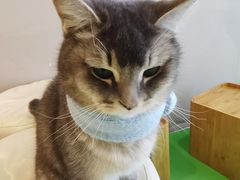 -MOCHA明星猫咖(田子坊店)