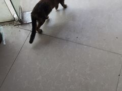 猪血粉-马打滚