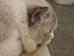 -宠颐生宠物医院·异宠猫科内科·诊疗中心宠巢店