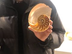 -青岛贝壳博物馆