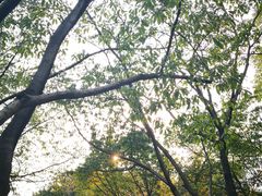 -黄桷坪涂鸦艺术街