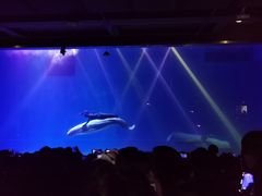 -芜湖新华联大白鲸海洋公园