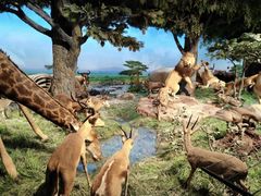 -国家自然博物馆