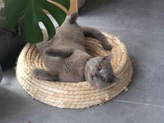 -灵美宠物诊所