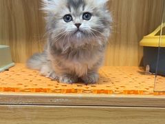 -欣宠猫屋·矮脚拿破仑·蓝金金渐层