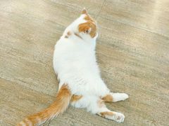-猫咪咖啡·猫咖(万达广场店)