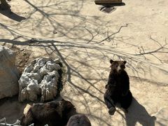 -石家庄市动物园