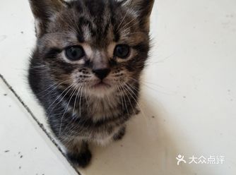 猫姐的第二窝小猫娃已经40天了，40天前的一个早晨