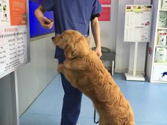 -伟伟宠物医院·CT影像中心·瑞派犬猫综合性门诊(汉口总院)