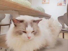 -有喵·猫咖·狗咖·30几只猫10只小狗(岗厦店)