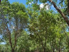 -大兴滨河森林公园