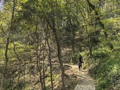 -上海佘山国家森林公园天马山园