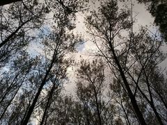 -黄海国家森林公园