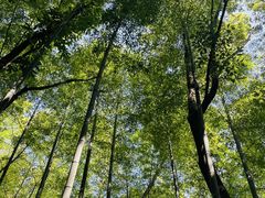 -上海佘山国家森林公园天马山园