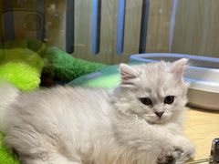 -momokira米努特·德文卷毛猫·棉花面纱犬