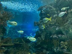 -上海海洋水族馆