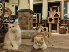 -more than meow吴止猫主题餐厅(承德 中船汇店)