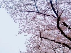 -武汉大学-樱园