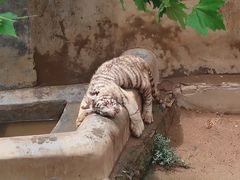 -西霞口神雕山野生动物世界