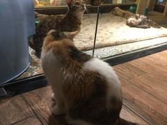 -more than meow吴止猫主题餐厅(承德 中船汇店)