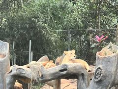 -海南热带野生动植物园